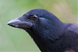 New Caledonian Crow